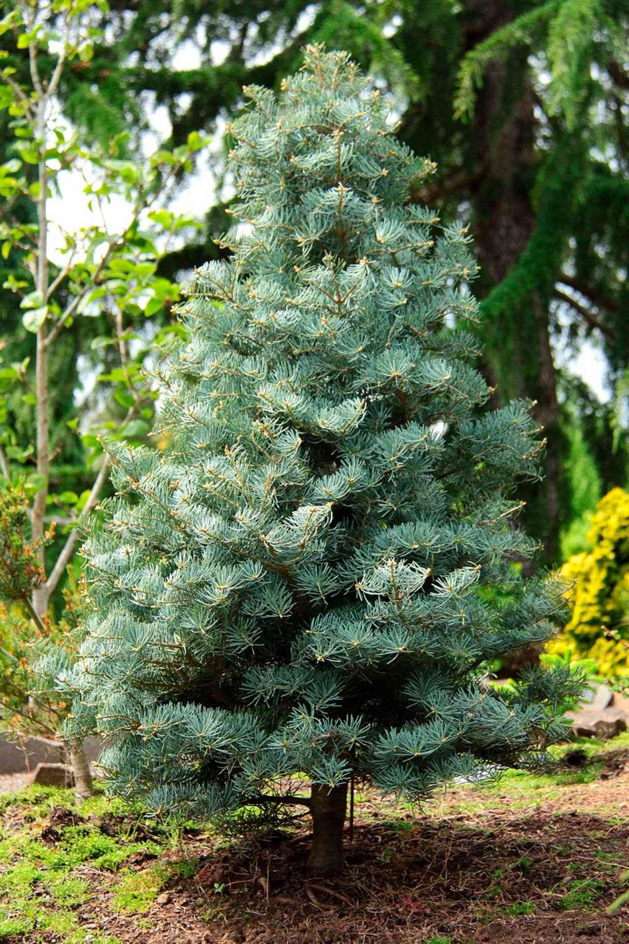 White fir(Abies concolor)