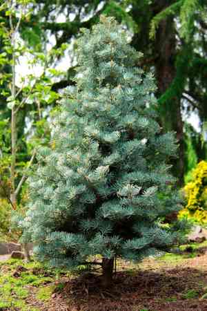 White fir(Abies concolor)