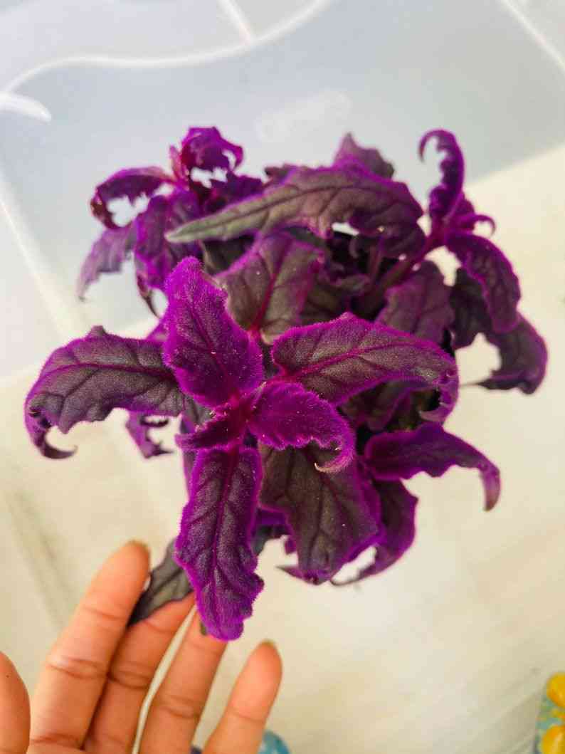 Velvet plant(Gynura aurantiaca)