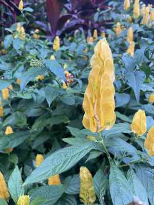 Golden shrimp plant(Pachystachys lutea)
