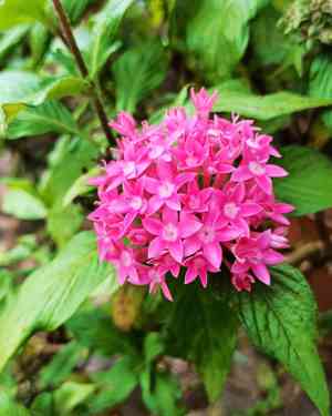 Egyptian starcluster(Pentas lanceolata)