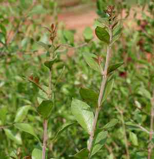 Egyptian-privet(Lawsonia inermis)