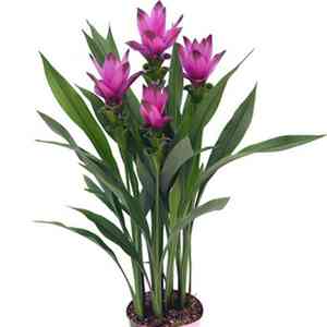 Siam tulip(Curcuma alismatifolia)
