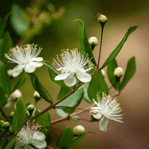 Common myrtle(Myrtus communis)