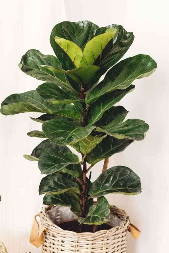 Fiddle-leaf fig(Ficus lyrata)