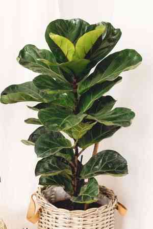 Fiddle-leaf fig(Ficus lyrata)
