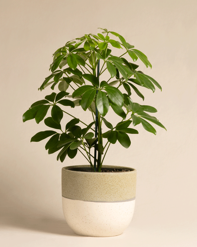Dwarf umbrella tree(Schefflera arboricola)