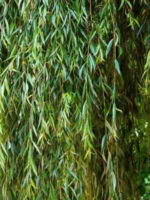 Weeping willow(Salix babylonica)