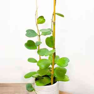 Sweetheart plant(Hoya kerrii)
