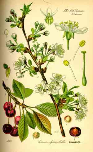 Sour cherry(Prunus cerasus)
