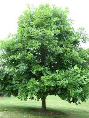 Bur oak(Quercus macrocarpa)