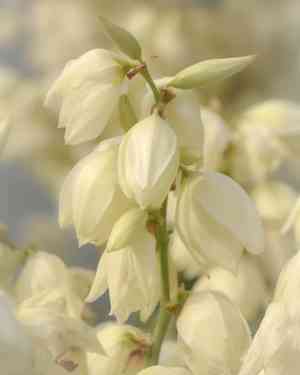 Adam's needle(Yucca filamentosa)