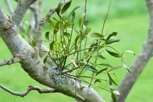 Common mistletoe(Viscum album)