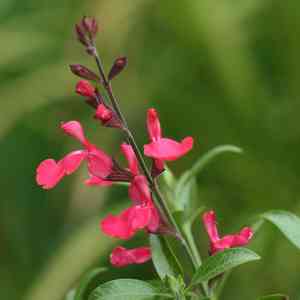 Autumn sage(Salvia greggii)