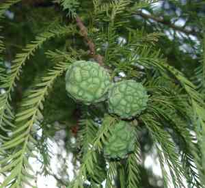 Bald cypress(Taxodium distichum)