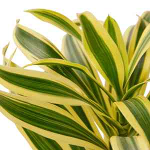 Song of india(Dracaena reflexa)
