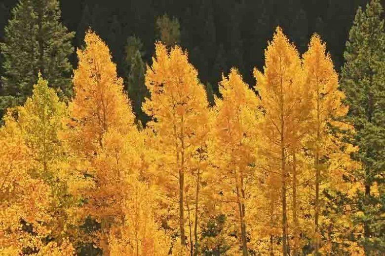 Quaking aspen