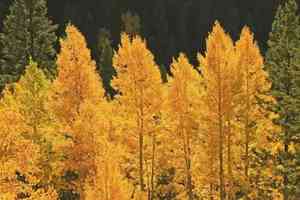 Quaking aspen(Populus tremuloides)