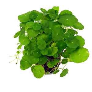 Whorled pennywort(Hydrocotyle verticillata)