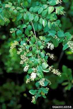 Chinese privet(Ligustrum sinense)