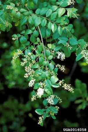 Chinese privet(Ligustrum sinense)