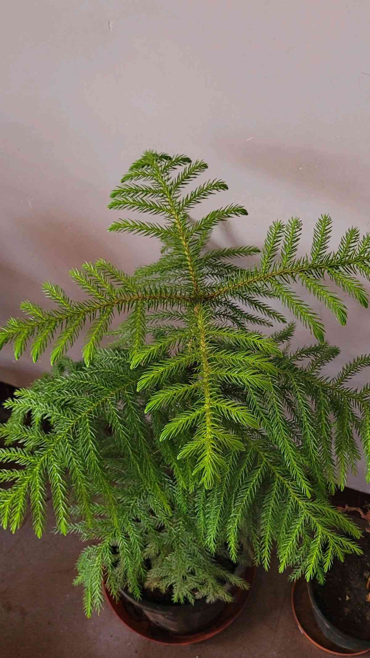 Norfolk island pine(Araucaria heterophylla)