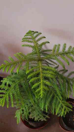 Norfolk island pine(Araucaria heterophylla)