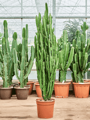 African milk tree(Euphorbia trigona)