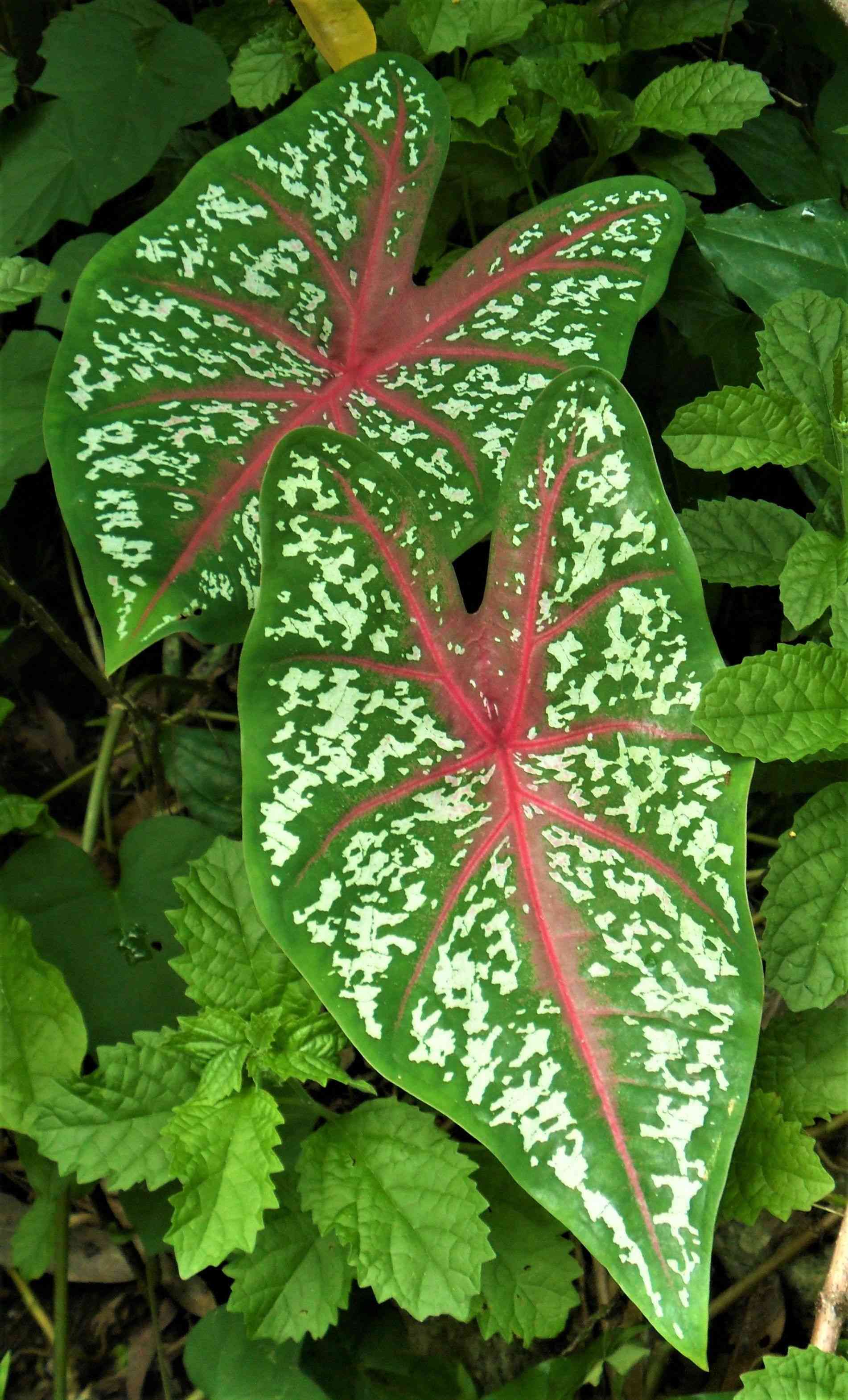 Heart of jesus(Caladium bicolor)