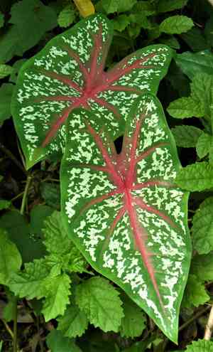 Heart of jesus(Caladium bicolor)