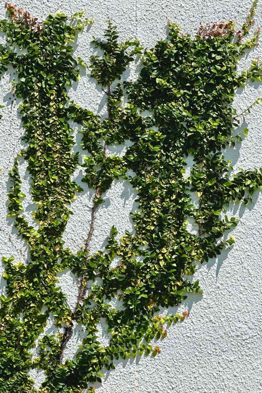 Creeping fig(Ficus pumila)