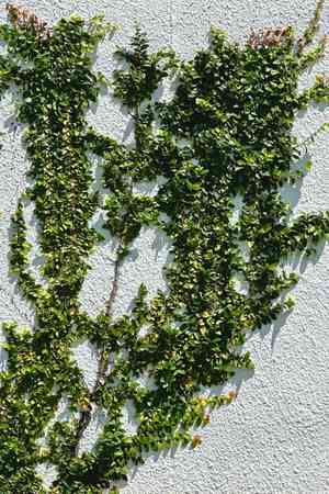 Creeping fig(Ficus pumila)