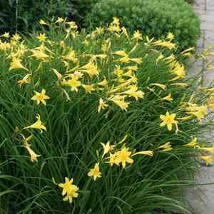 Yellow daylily(Hemerocallis lilioasphodelus)