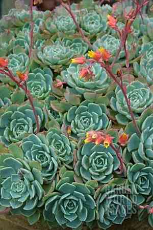 Blue echeveria(Echeveria secunda)