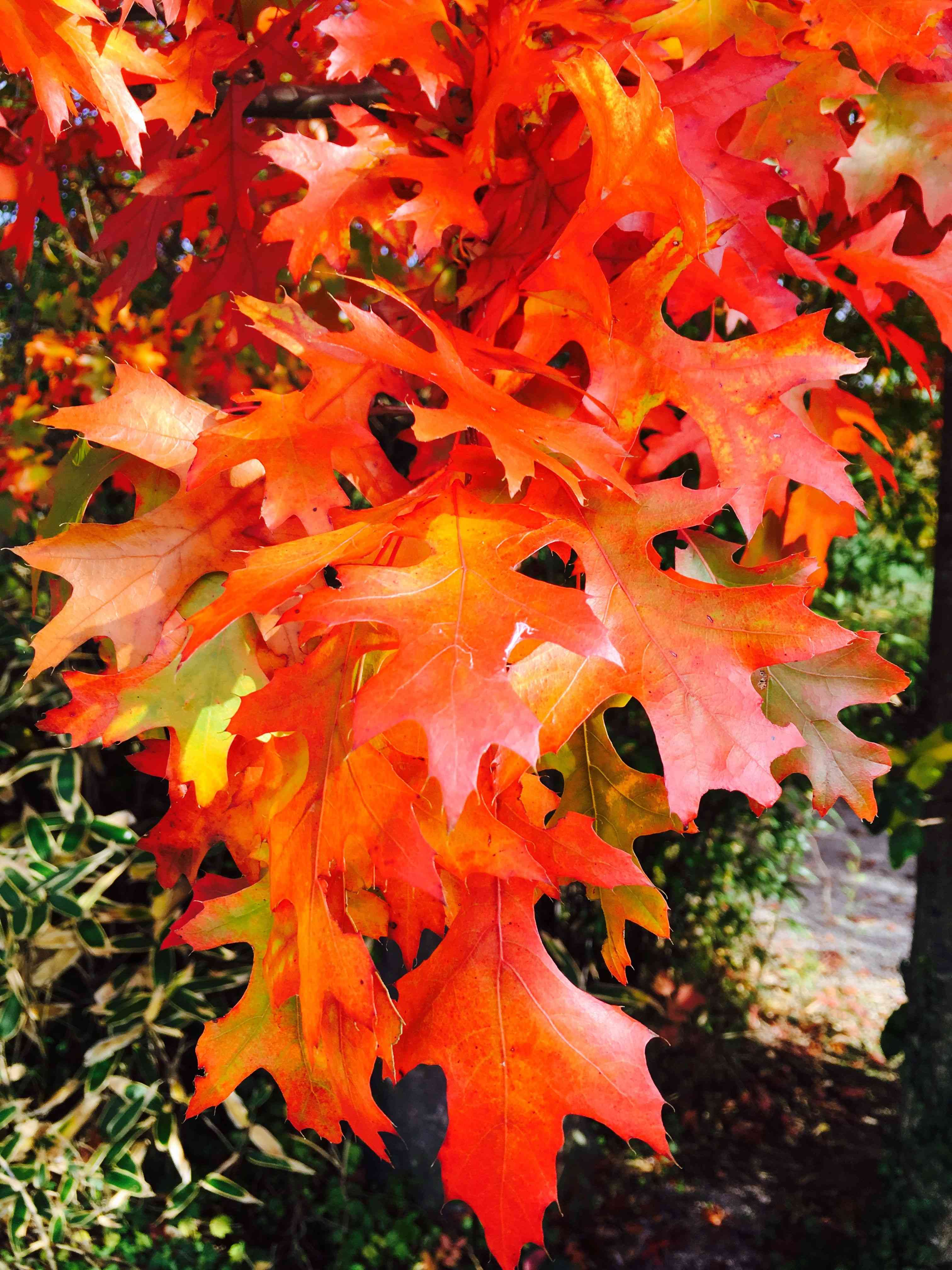 Pin oak(Quercus palustris)