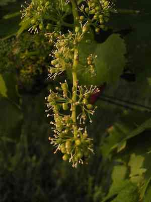 Wine grape(Vitis vinifera)