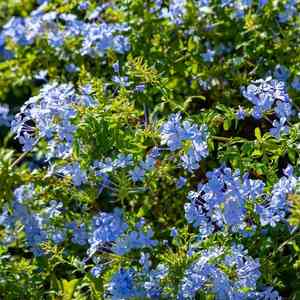 Cape leadwort(Plumbago auriculata)
