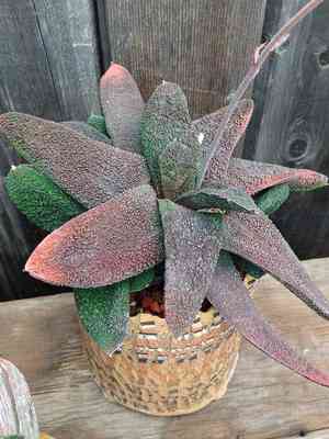 Gasteria batesiana(Gasteria batesiana)