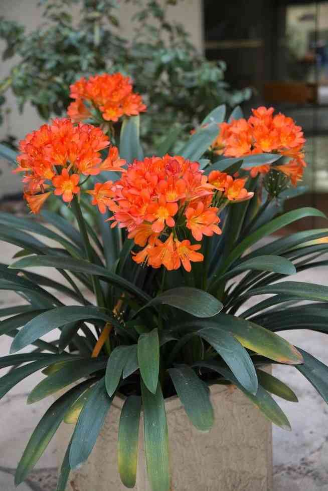 Bush lily(Clivia miniata)