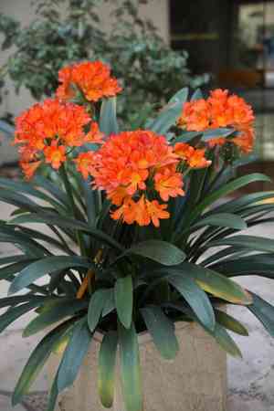 Bush lily(Clivia miniata)