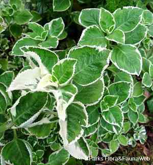 Mexican mint(Coleus amboinicus)
