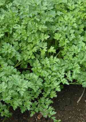 Parsley(Petroselinum crispum)