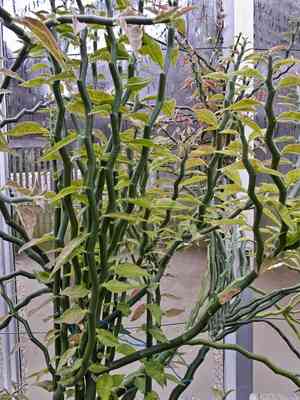 Devil's-backbone(Euphorbia tithymaloides)