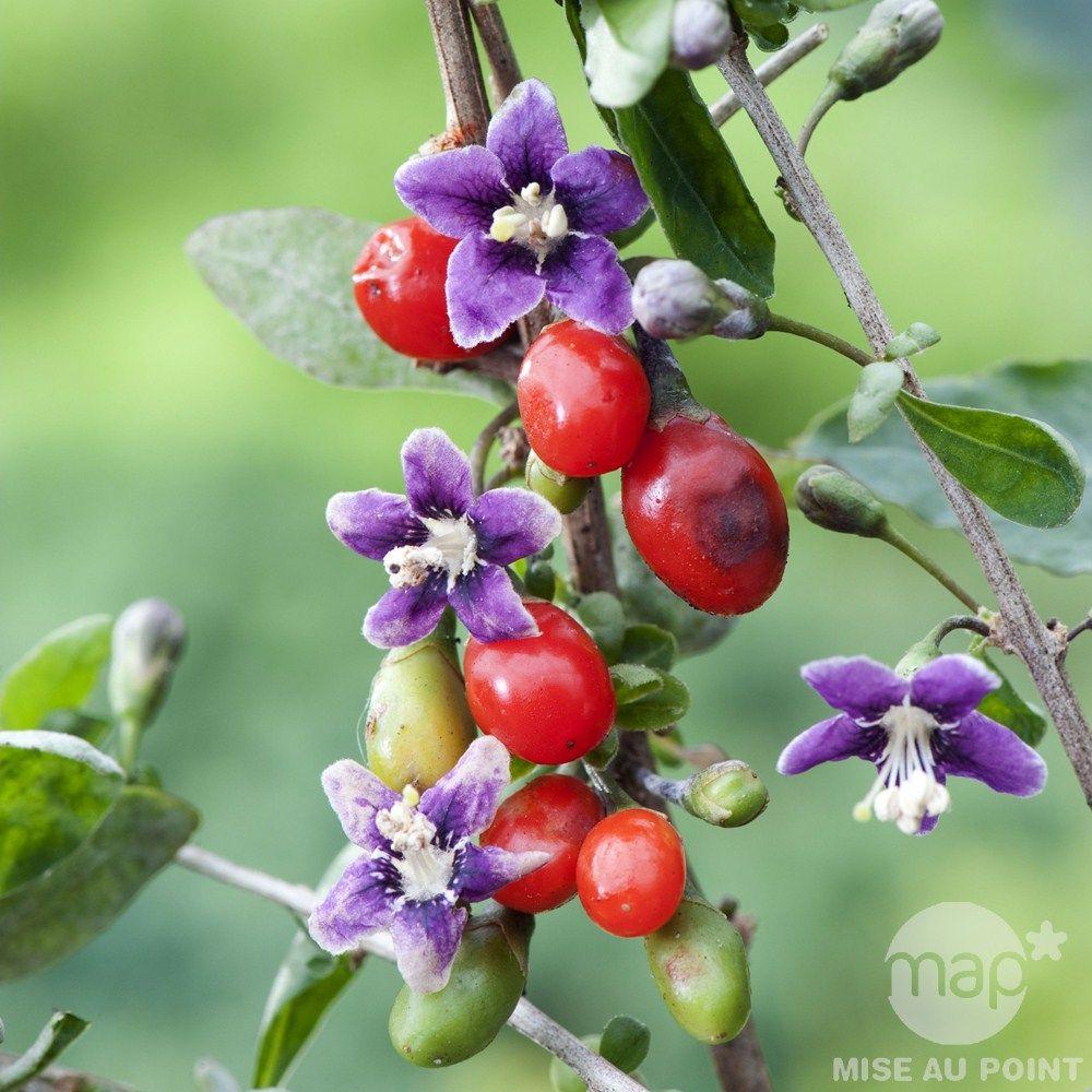 Chinese wolfberry (Lycium barbarum) Care Guide: Pests, Diseases ...