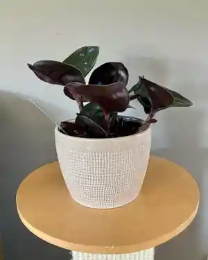 Geo plant(Geogenanthus ciliatus)