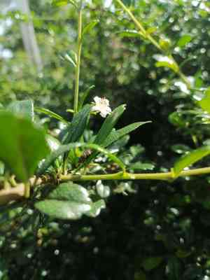 Philippine tea tree(Ehretia microphylla)