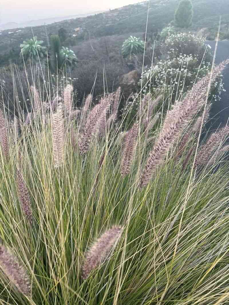 Crimson fountain grass(Cenchrus setaceus)