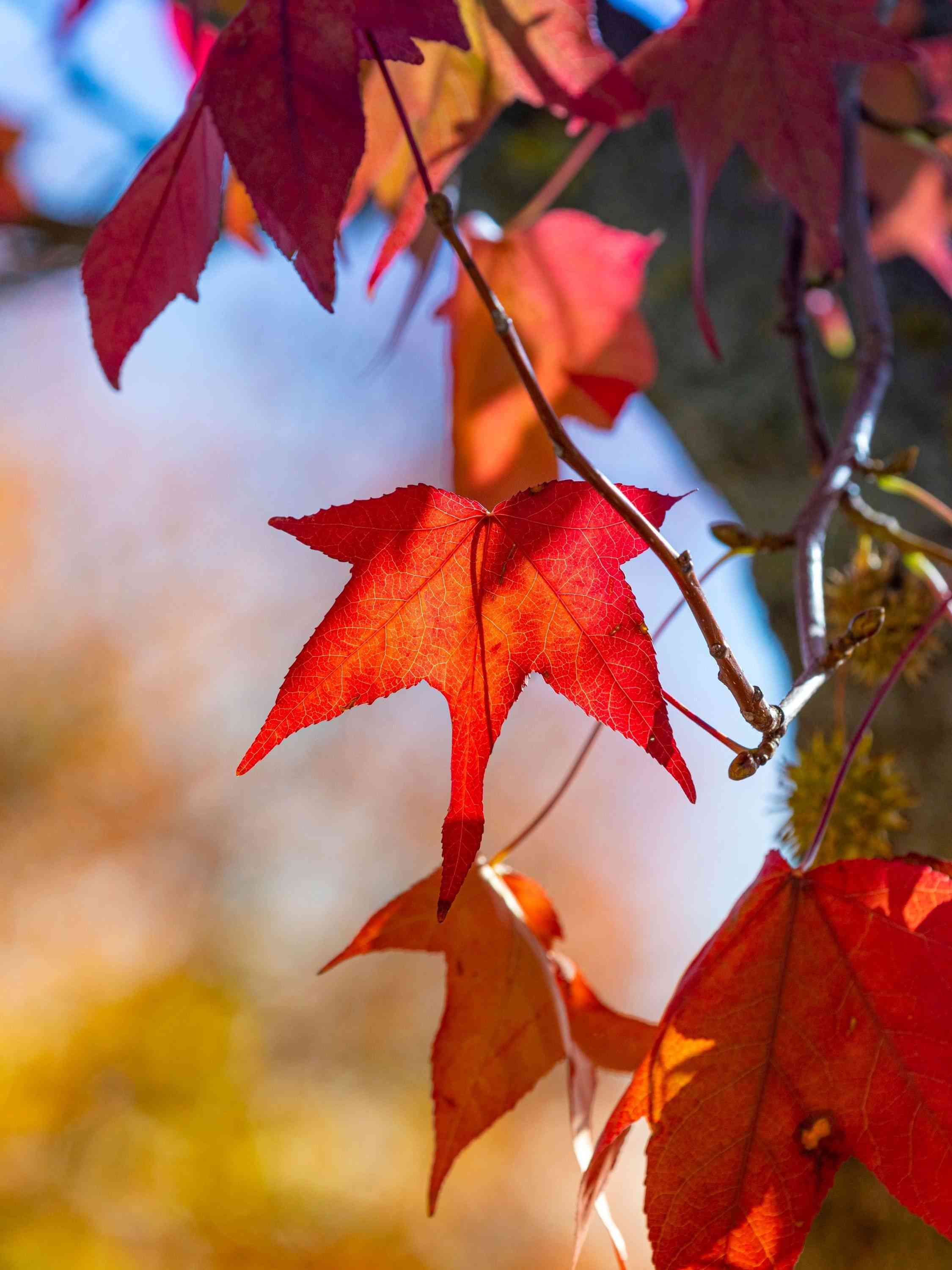 Sweetgum(Liquidambar styraciflua)