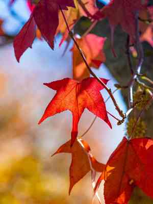 Sweetgum(Liquidambar styraciflua)