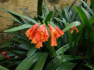 Bush lily(Clivia nobilis)